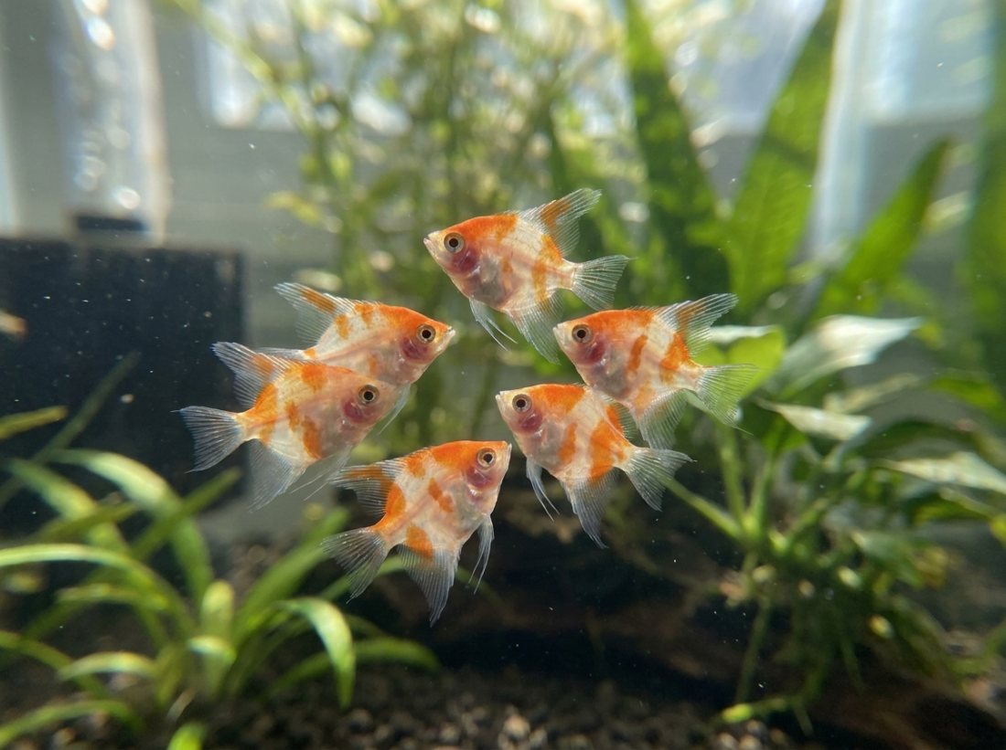 Koi Angelfish, dime-size, home spawned ×6
