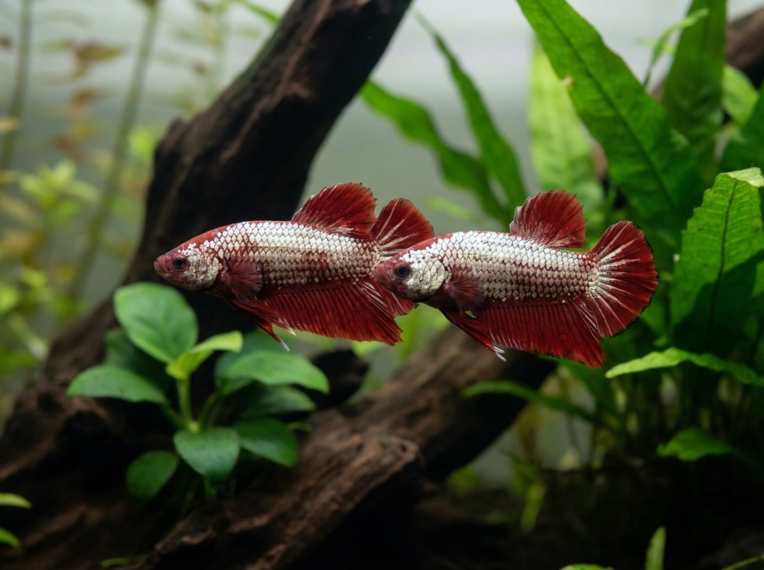 Plakat Betta pair, red dragon line, proven