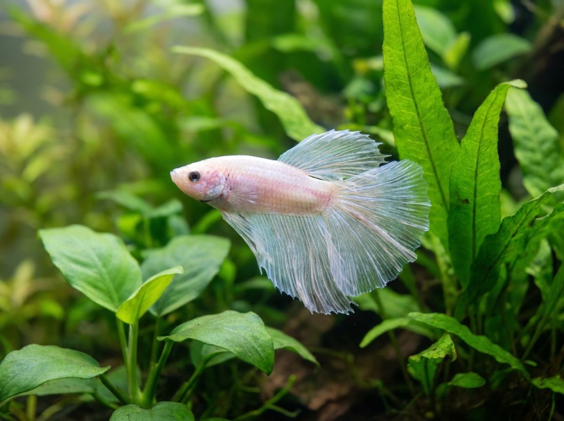 Halfmoon Betta female, cellophane fins