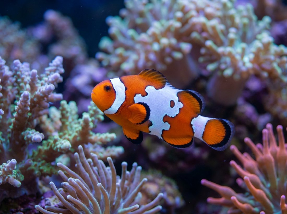 Snowflake Clownfish, designer, 4cm