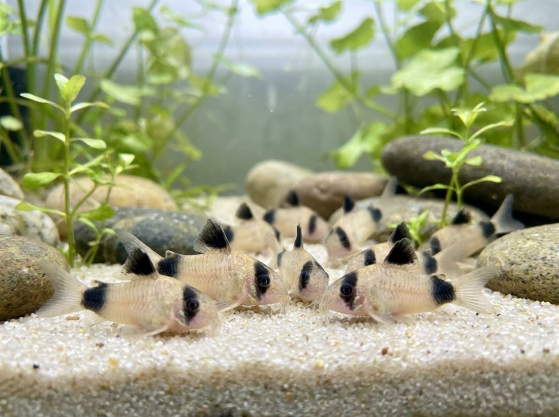 Panda Cory colony ×10, juveniles