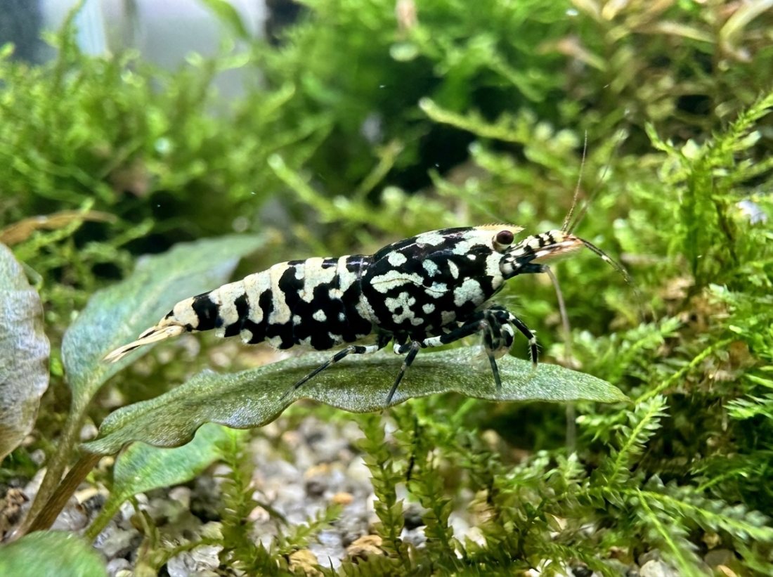 WANTED: Pinto shrimp, zebra or spotted head