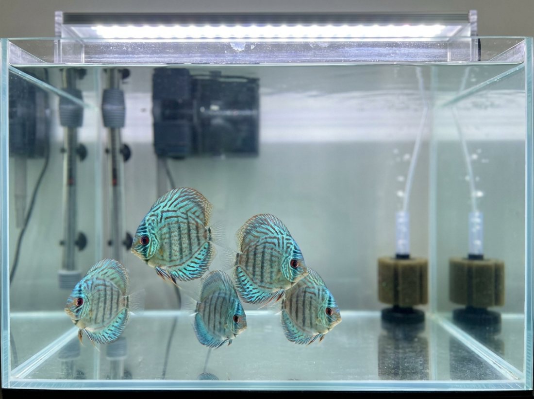 Discus grow-out group ×5, mixed turquoise, 6cm