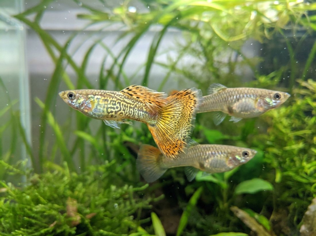Fancy Guppy trio, gold cobra tails (1M/2F)