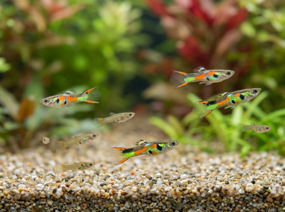 Endler-guppy hybrids ×10, fry to juvie grab bag