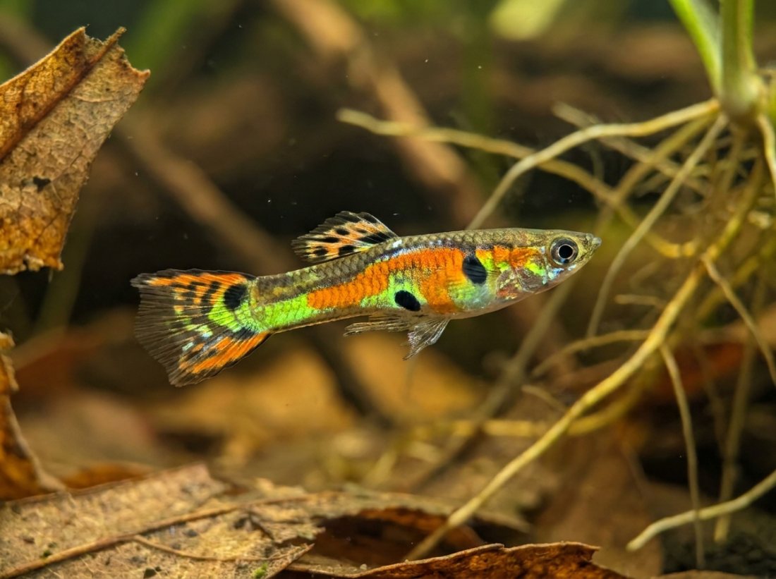 WANTED: pure Poecilia wingei, Campoma lines