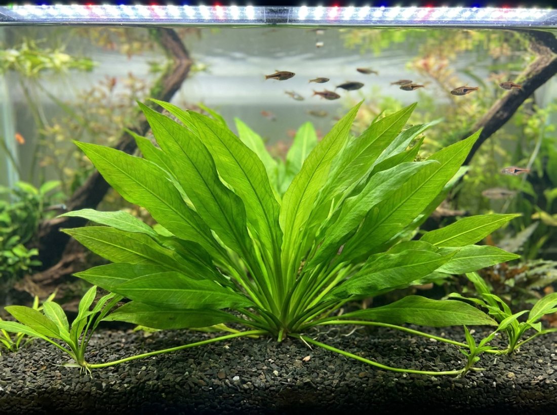 Amazon Sword mother plants, massive