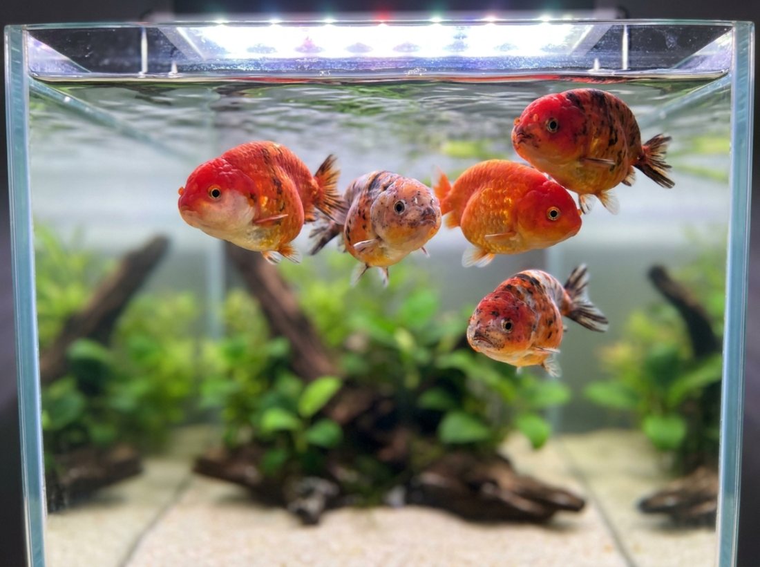 TRADE: ranchu juveniles for quality koi fry