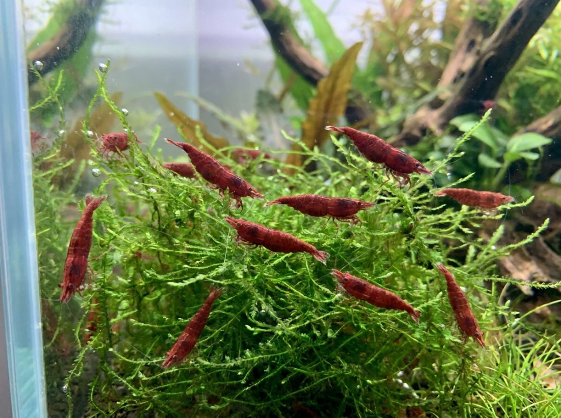 Bloody Mary Neocaridina ×10+2, deep red culls-free