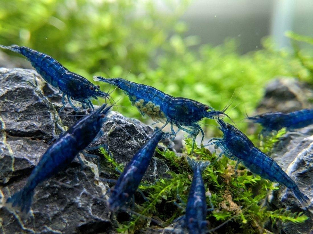 Blue Dream Neocaridina ×10, high grade