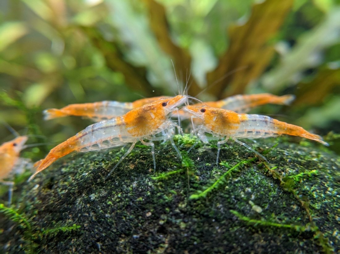 Orange Rili starter colony ×20