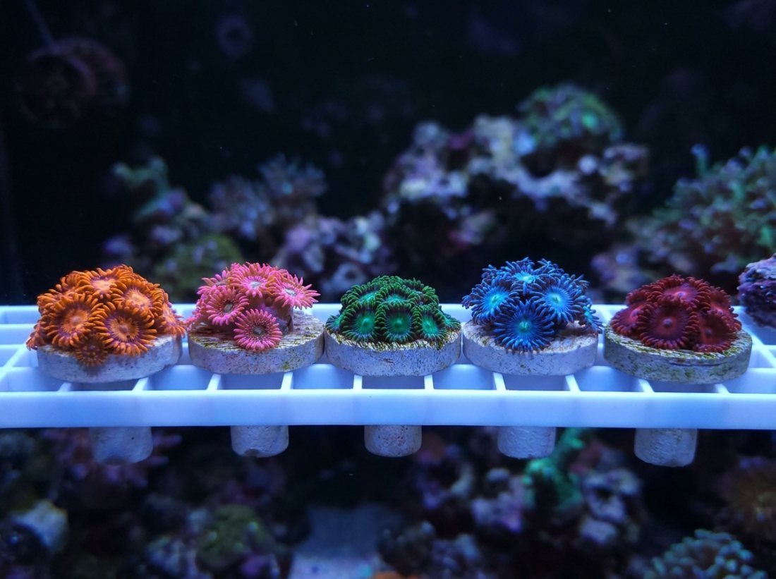Zoa frag pack, 5 named morphs, 3+ polyps each