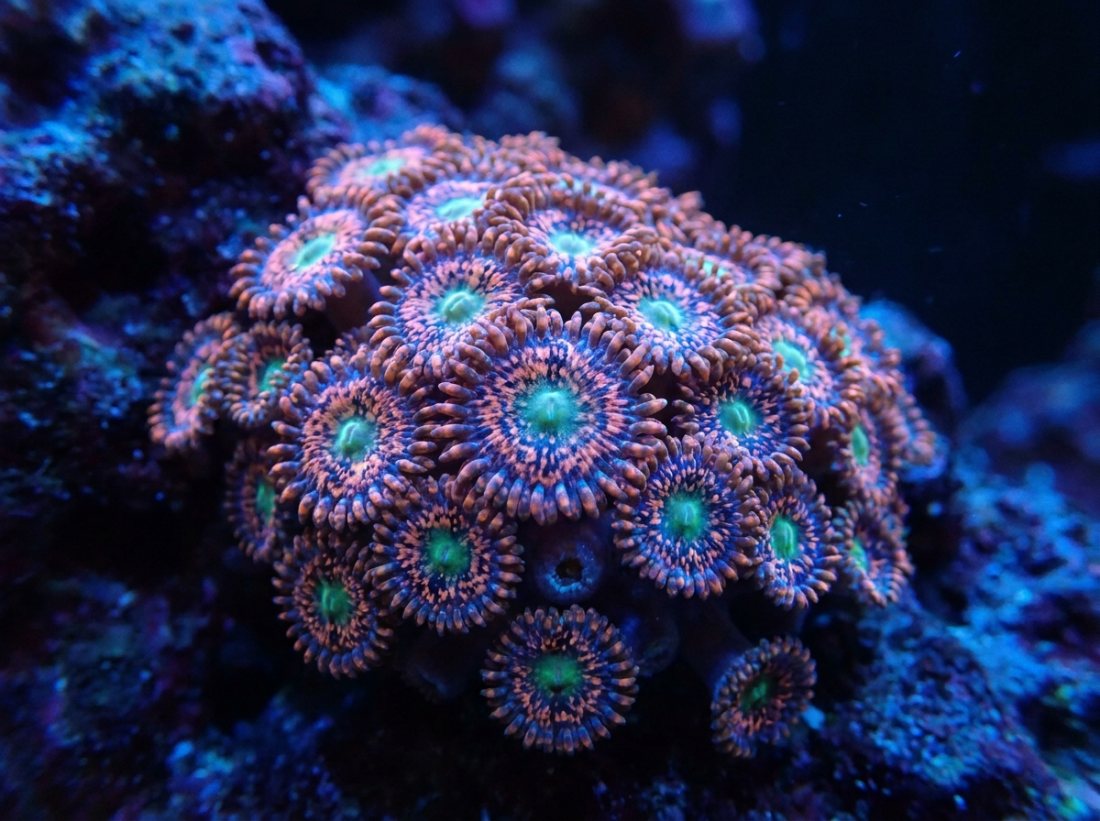 Utter Chaos zoas, 5 polyp frag