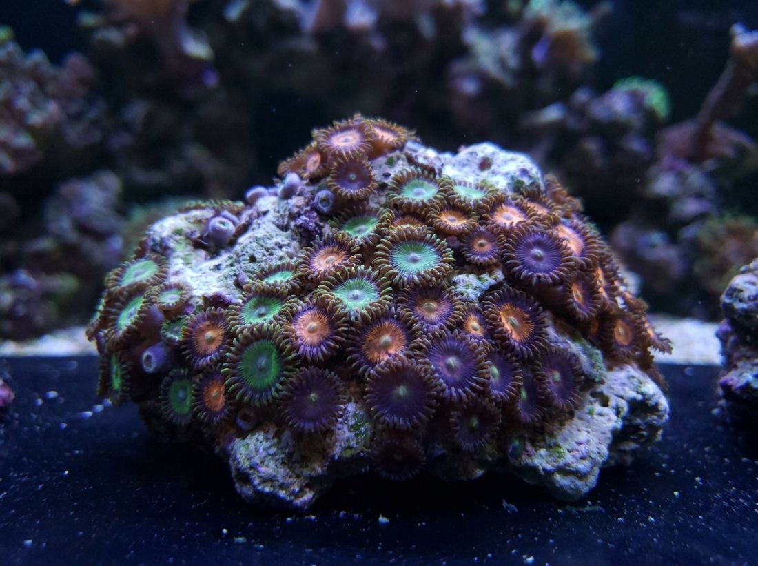 TRADE: zoa pack for LPS, hammers preferred