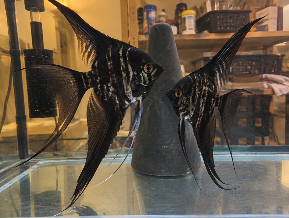 Black Lace Angelfish breeding pair, proven 4 spawns