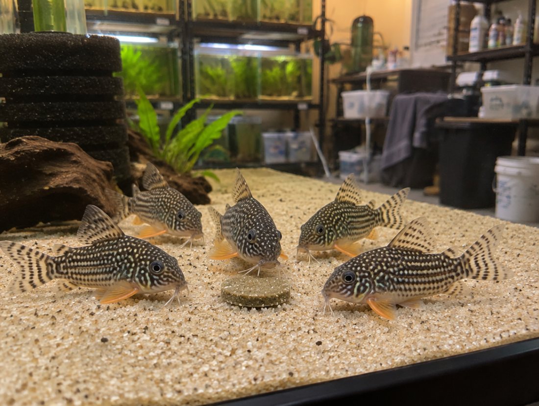 Sterbai Corydoras ×6, 3cm, feeding on wafers