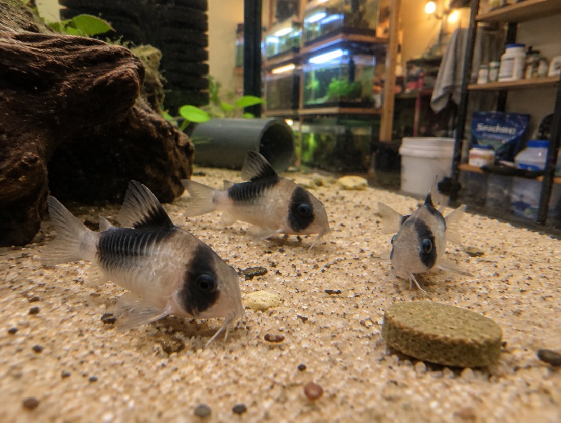 Panda Cory colony ×10, juveniles