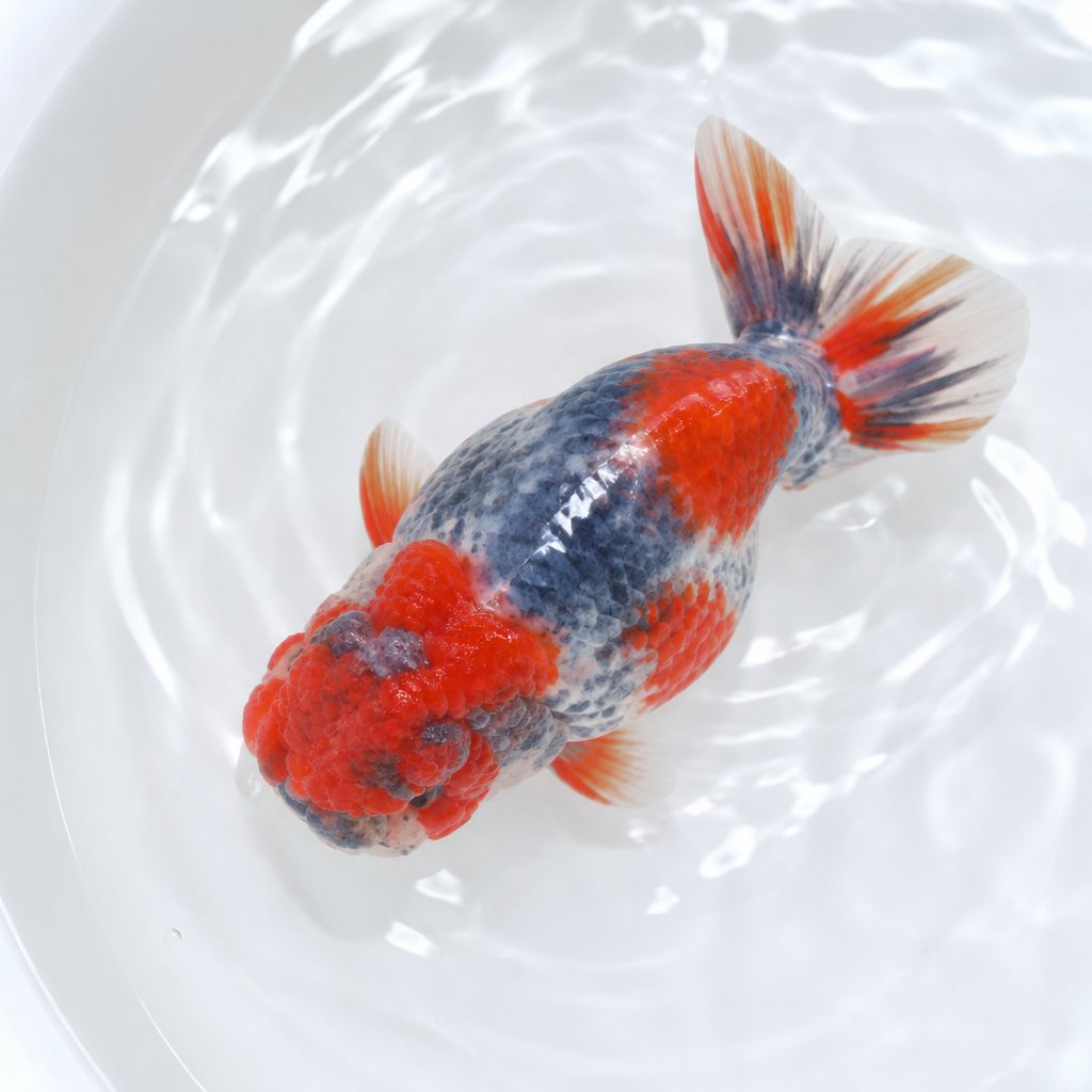 Ranchu, calico sidewinder, 10cm import