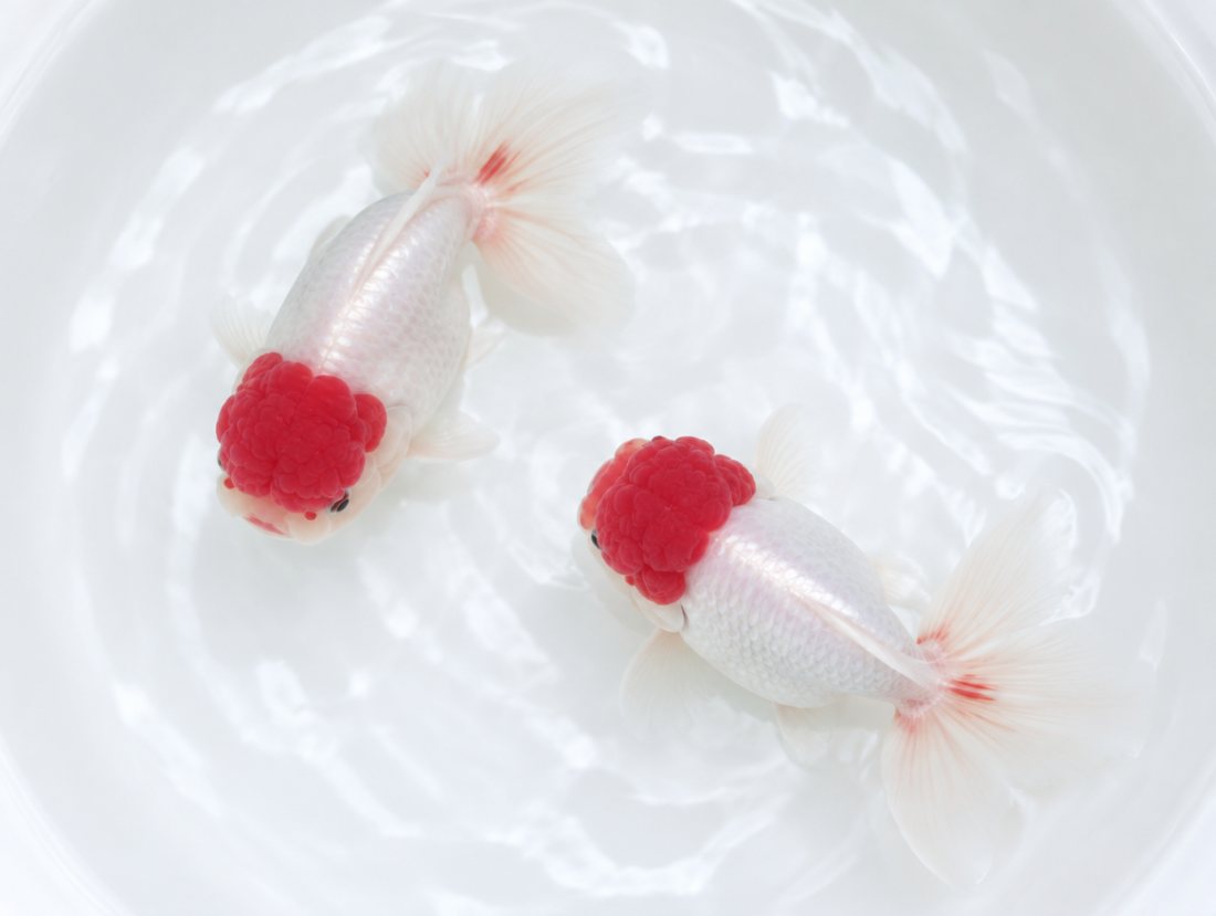 Oranda pair, red cap, show quality