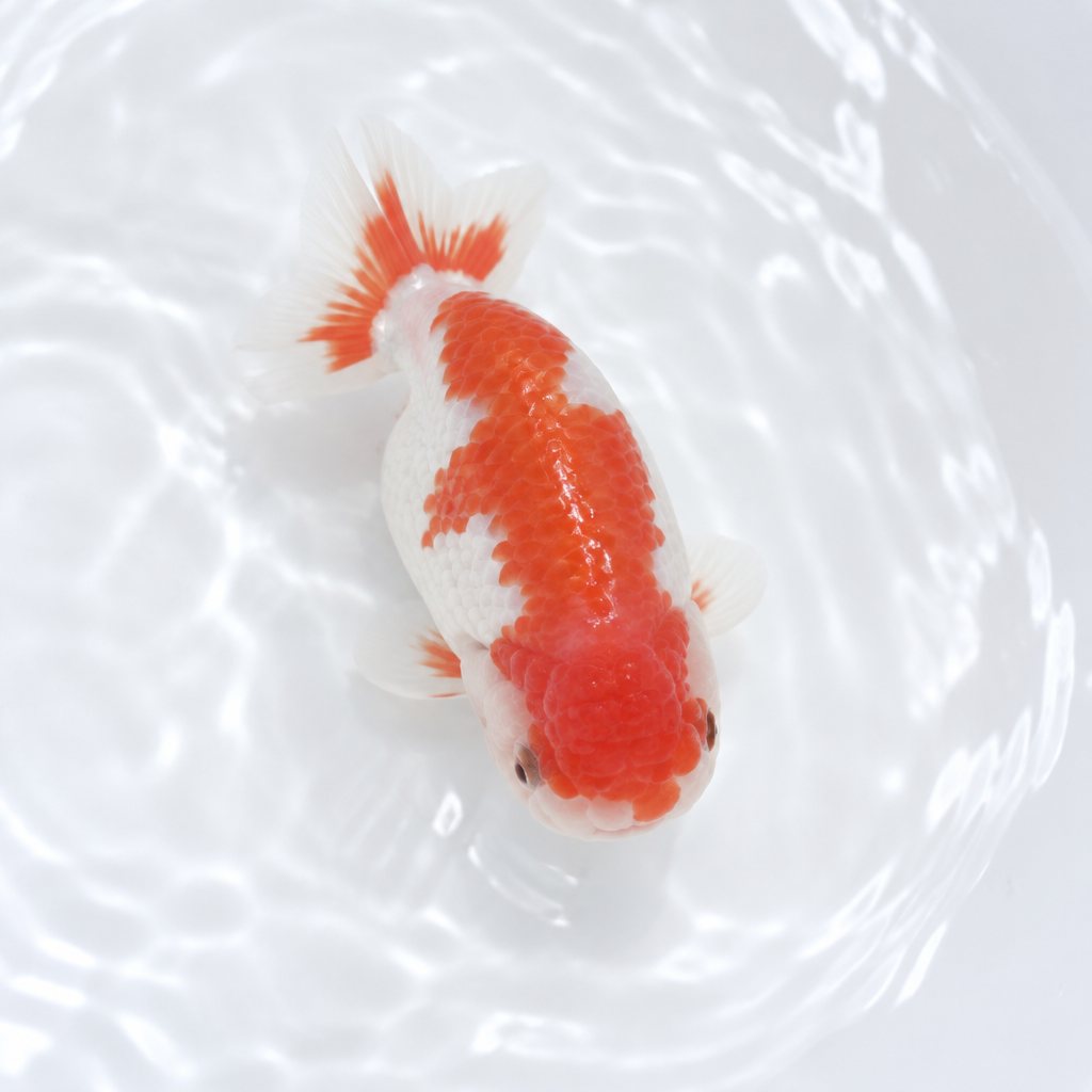 TRADE: ranchu juveniles for quality koi fry