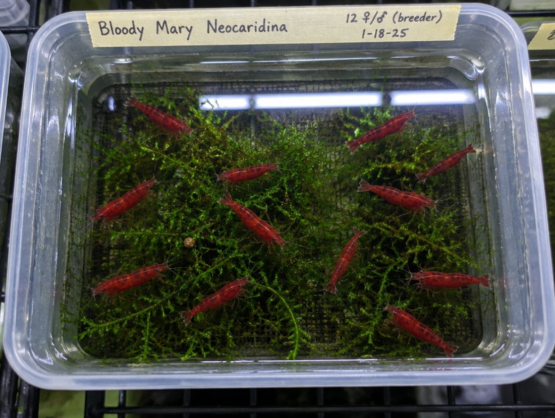 Bloody Mary Neocaridina ×10+2, deep red culls-free