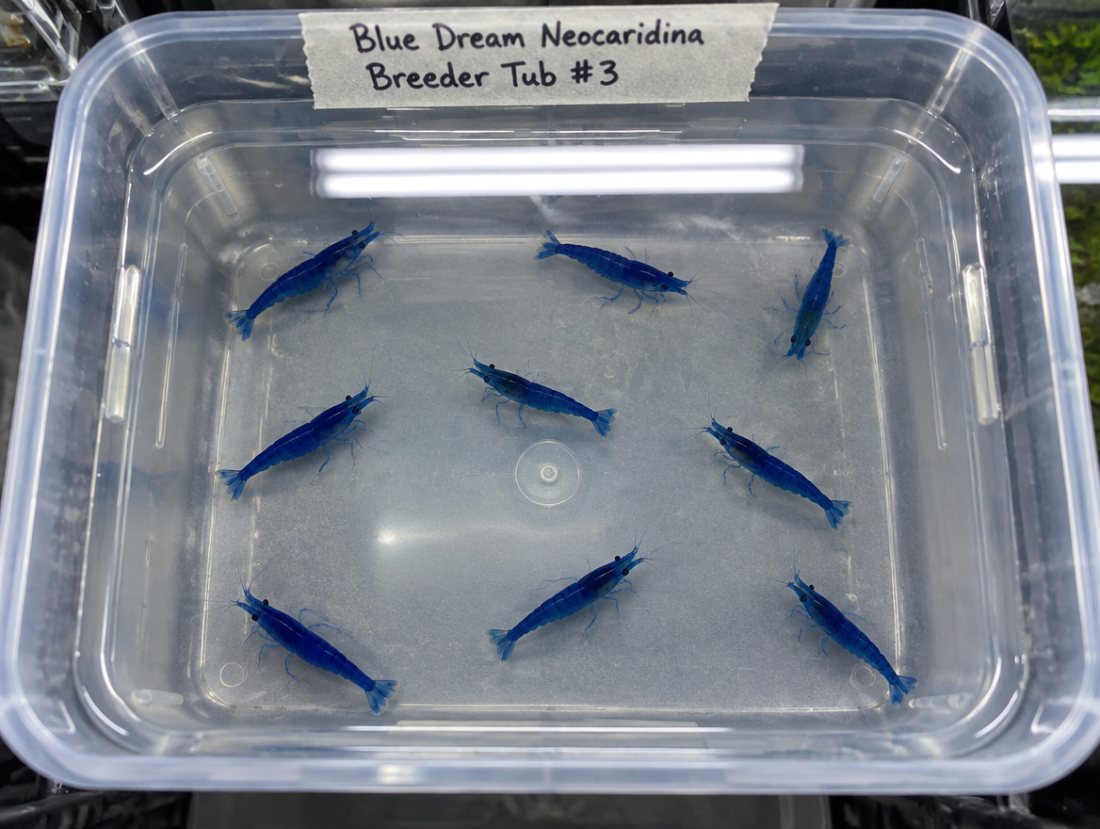Blue Dream Neocaridina ×10, high grade
