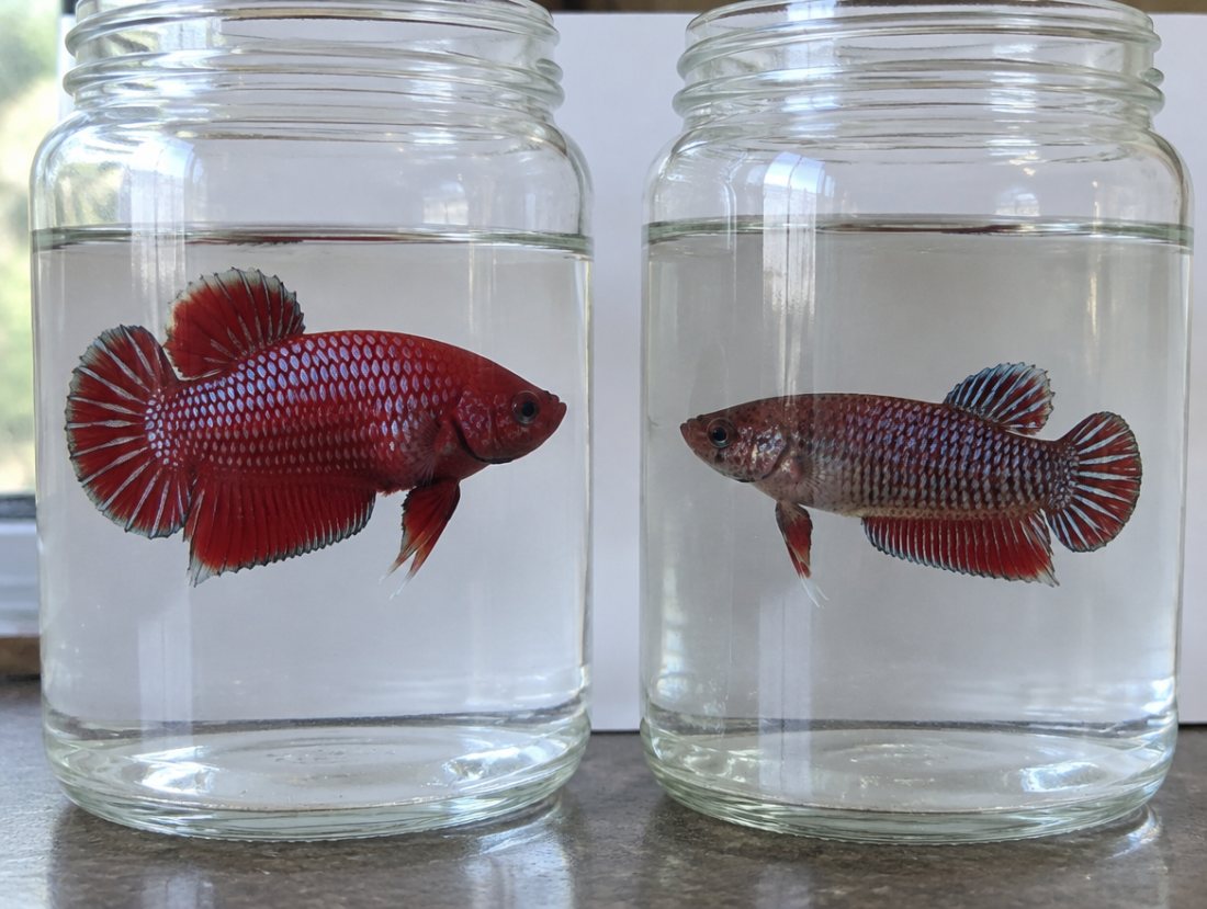 Plakat Betta pair, red dragon line, proven
