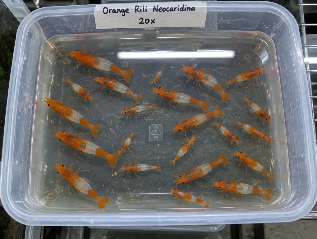 Orange Rili starter colony ×20