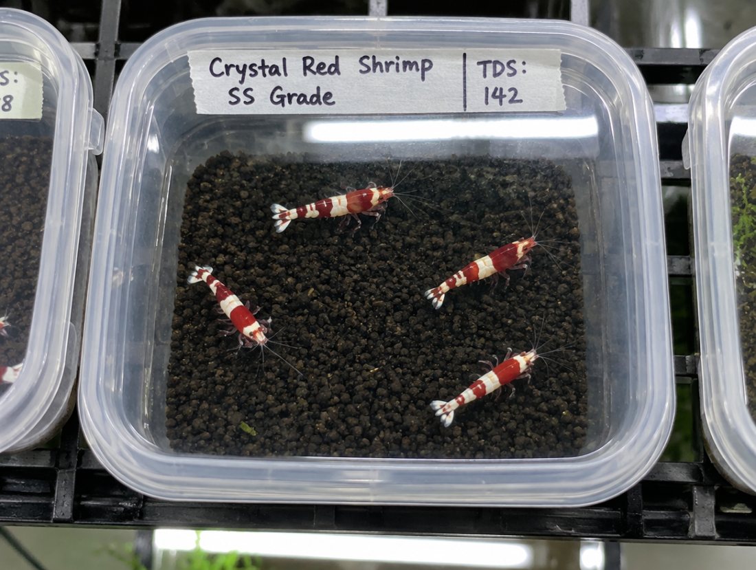 Crystal Red SS grade ×6, TDS 120 raised