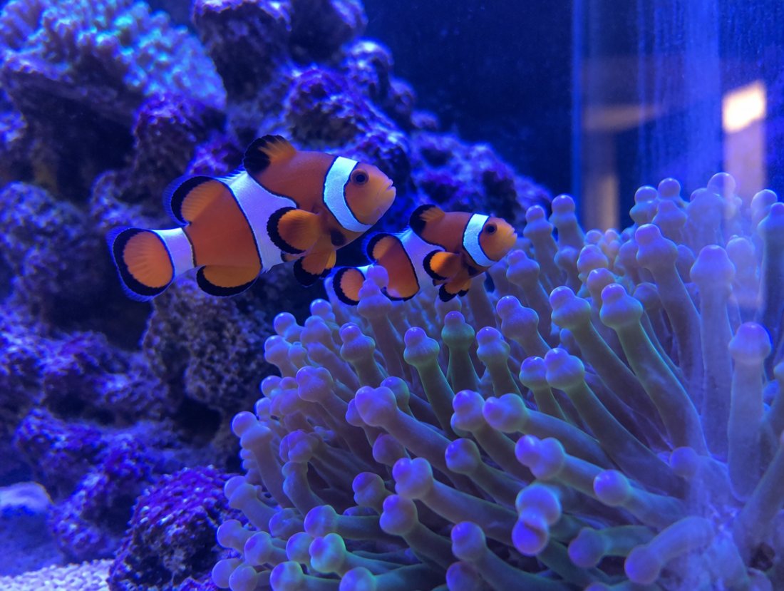 Ocellaris Clownfish bonded pair, tank bred