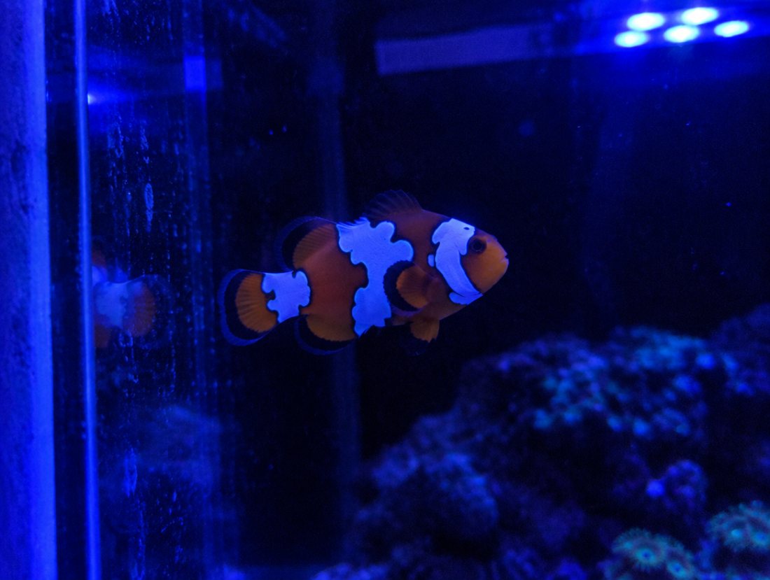 Snowflake Clownfish, designer, 4cm