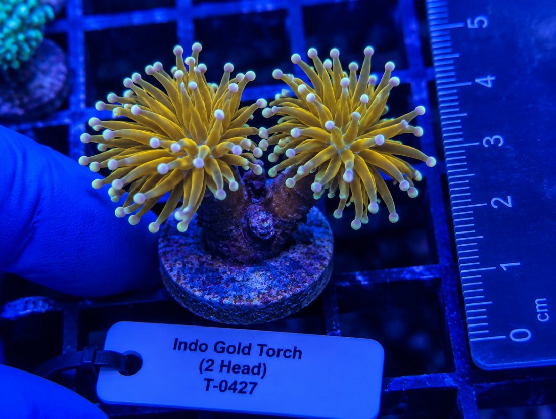Indo Gold Torch, 2 heads, fully healed cut