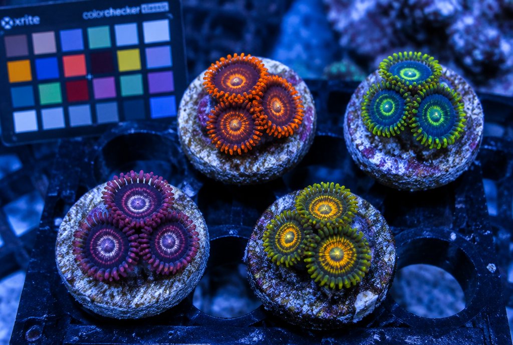 Zoa frag pack, 5 named morphs, 3+ polyps each