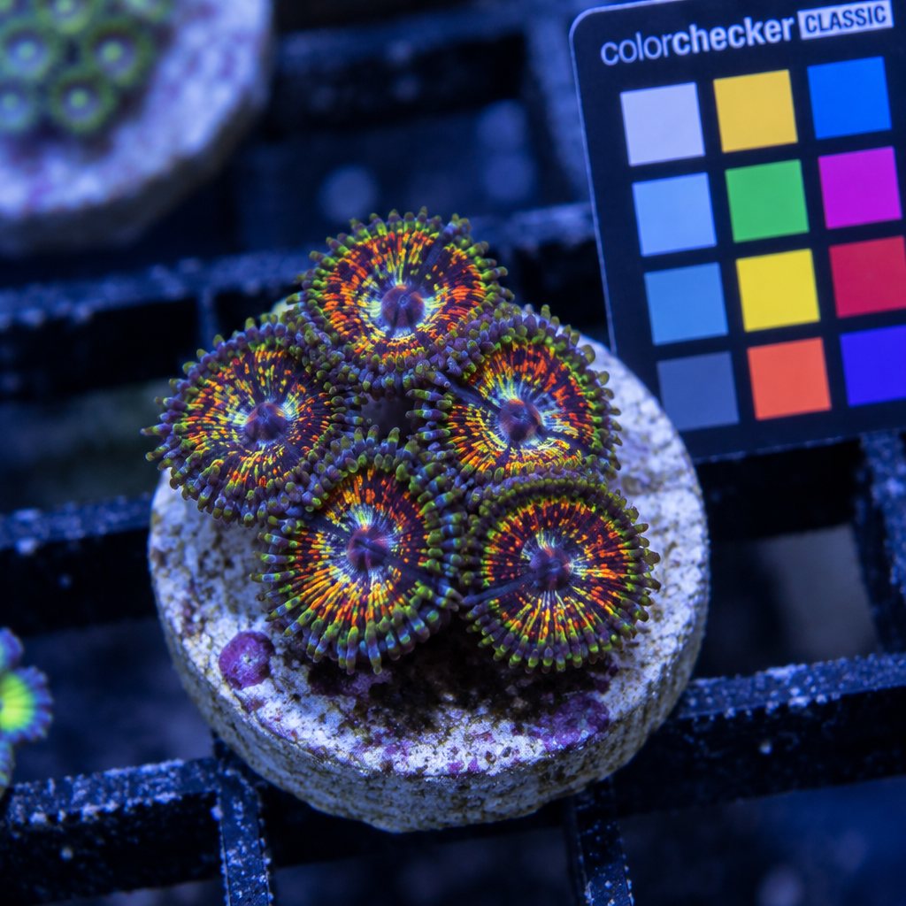 Utter Chaos zoas, 5 polyp frag