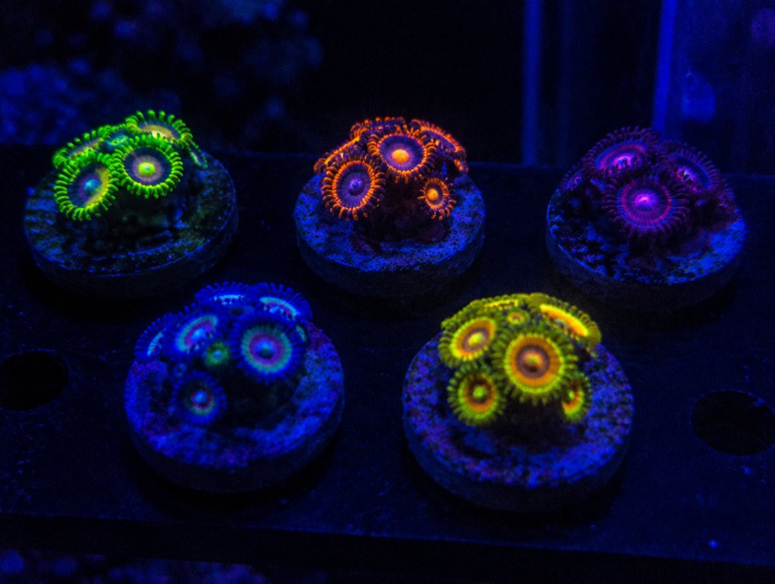 TRADE: zoa pack for LPS, hammers preferred