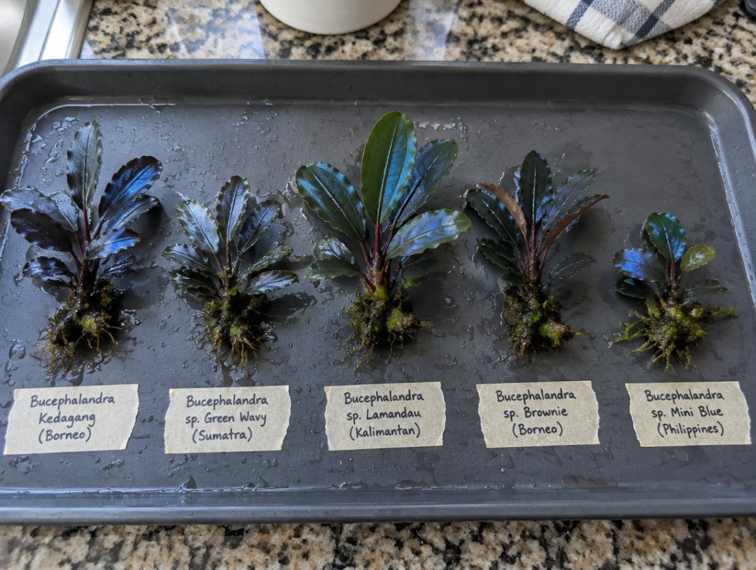 Bucephalandra collector pack, 5 locales, submerged