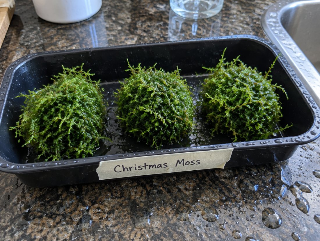 Christmas moss golf ball portions ×3