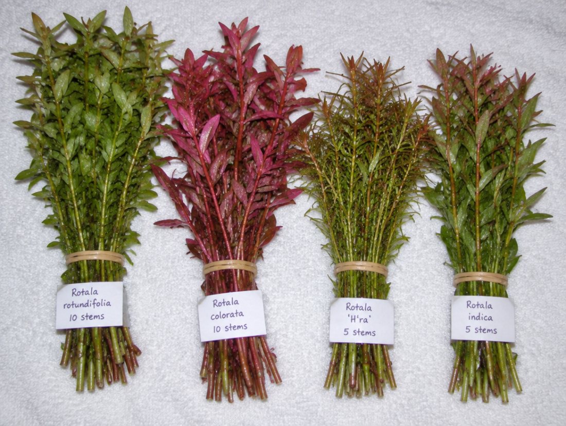 Rotala stem bundle, 30 stems, 4 varieties