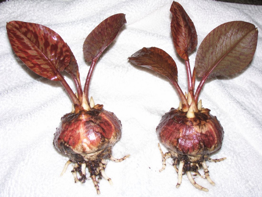Red Tiger Lotus bulbs ×2, sprouted