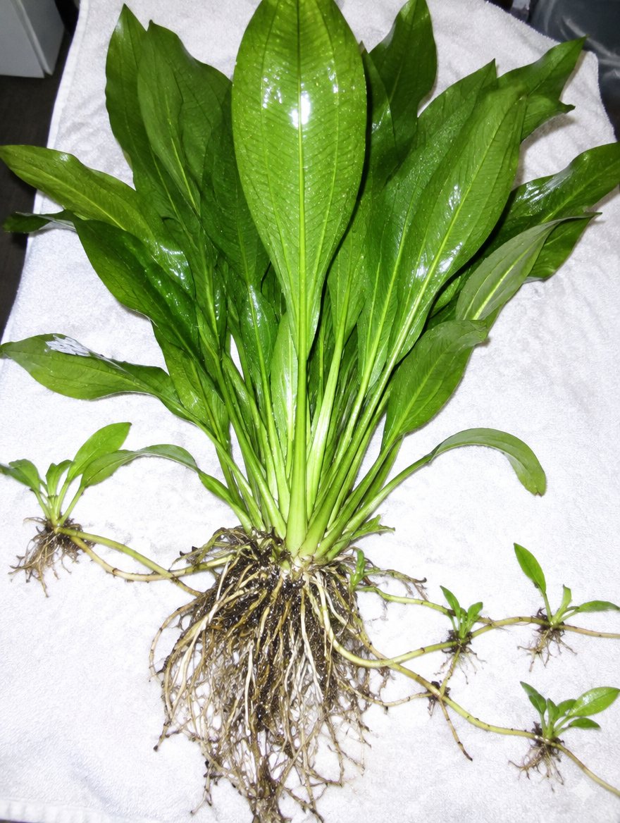 Amazon Sword mother plants, massive