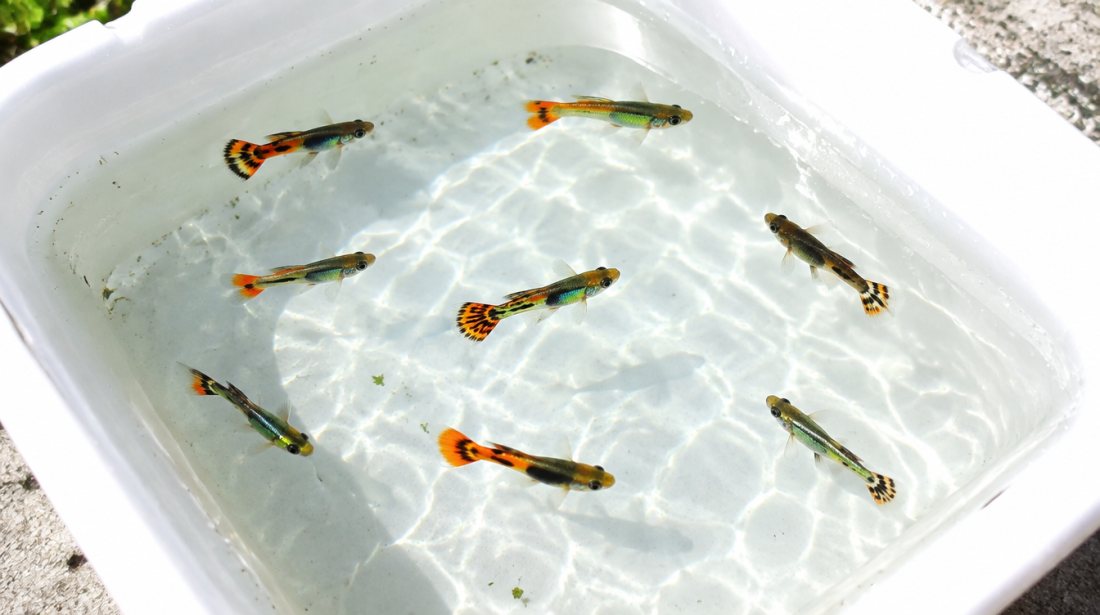 Endler-guppy hybrids ×10, fry to juvie grab bag