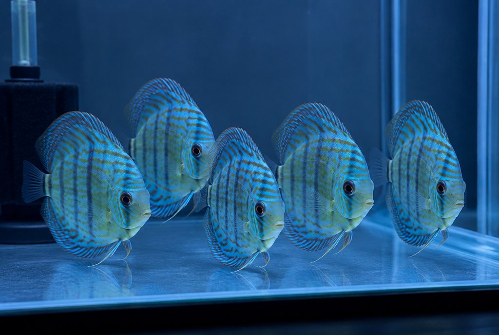 Discus grow-out group ×5, mixed turquoise, 6cm