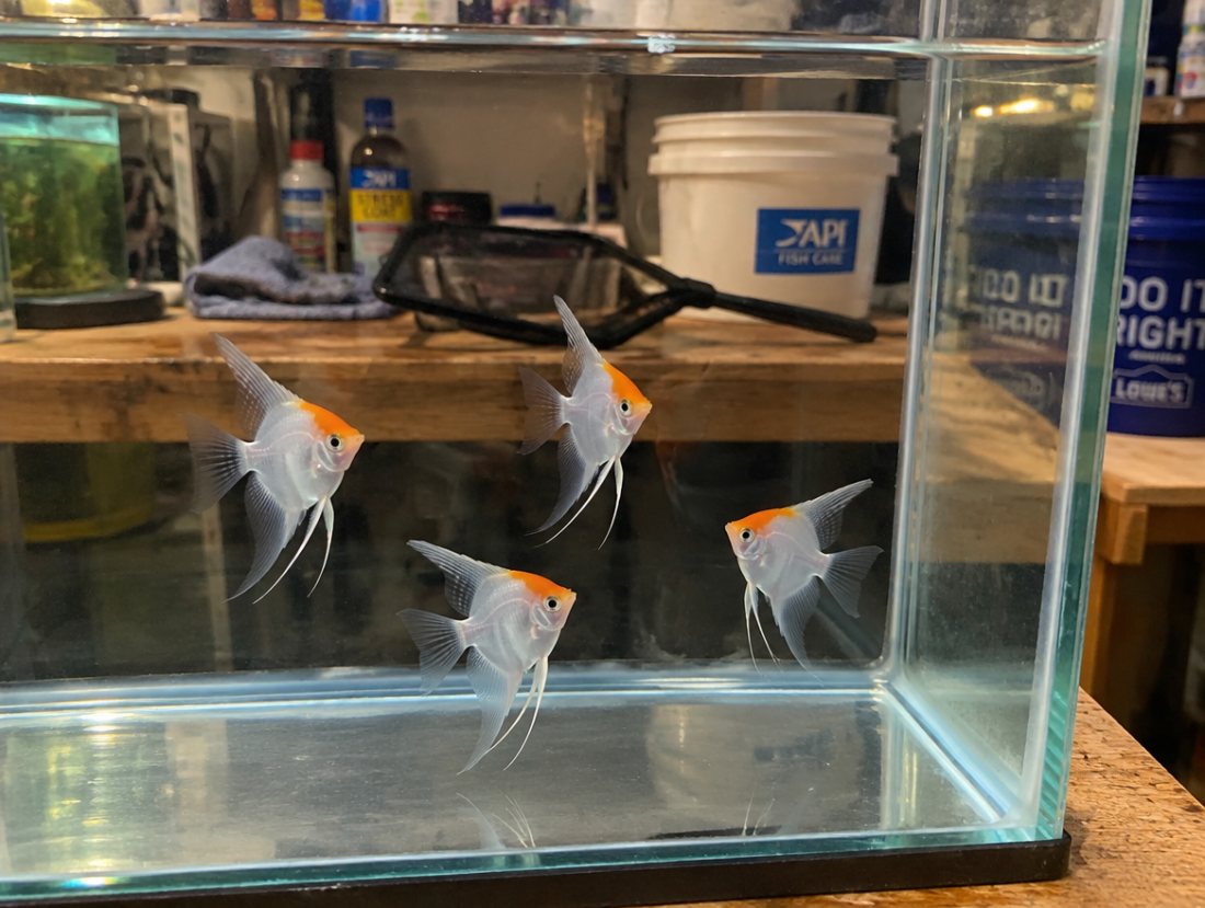 Koi Angelfish, dime-size, home spawned ×6